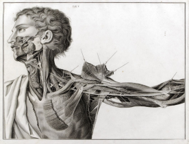 Tav. V, da "Sull'aneurisma : riflessioni ed osservazioni anatomico-chirurgiche" di Antonio Scarpa